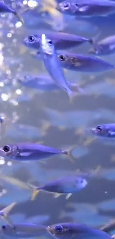 Vibrant blue fish swimming in a serene underwater scene.