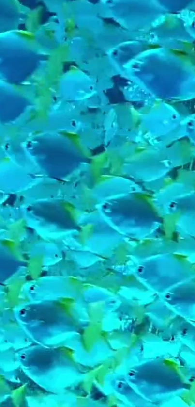 Vibrant blue fish swimming underwater in a mesmerizing marine scene.