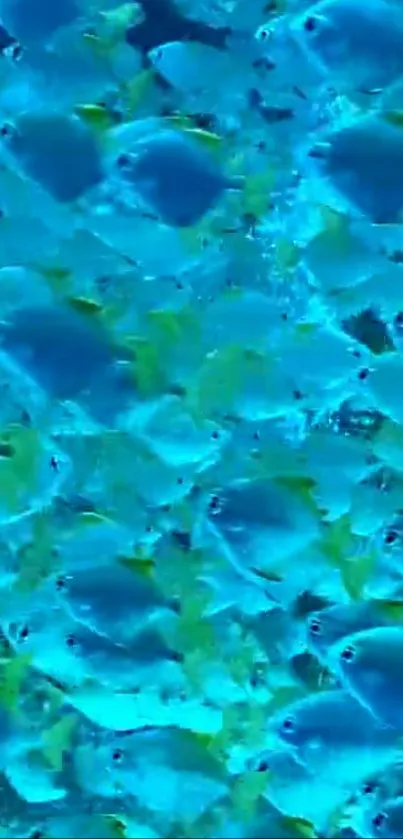 A school of vivid blue fish swimming closely together.