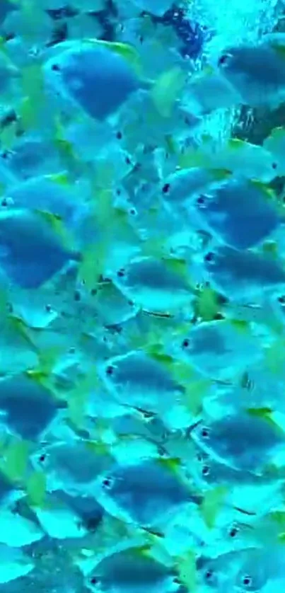 Vibrant wallpaper with a swarm of blue fish underwater.