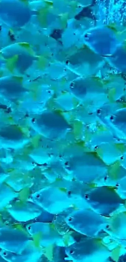 Vibrant blue fish swimming in ocean wallpaper.