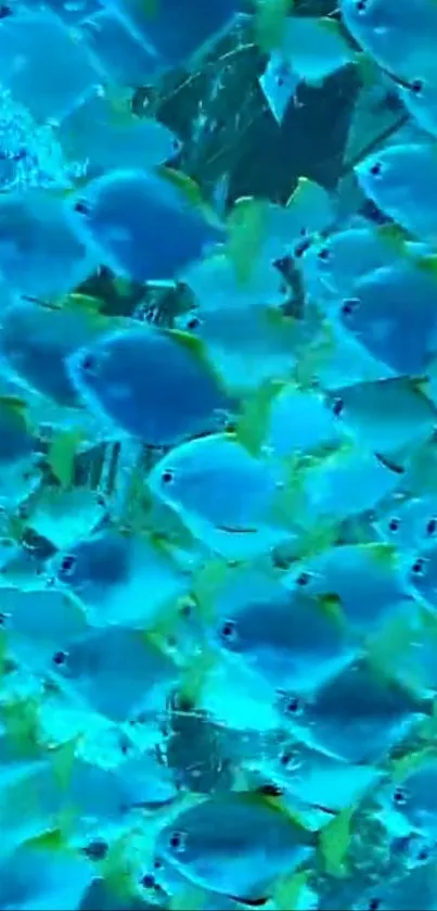 Vibrant school of blue fish swimming gracefully underwater.