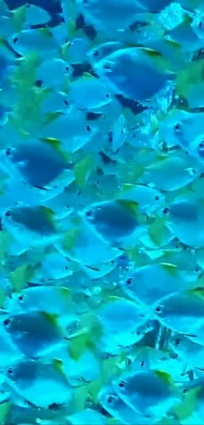 School of bright blue fish swimming underwater in ocean wallpaper.