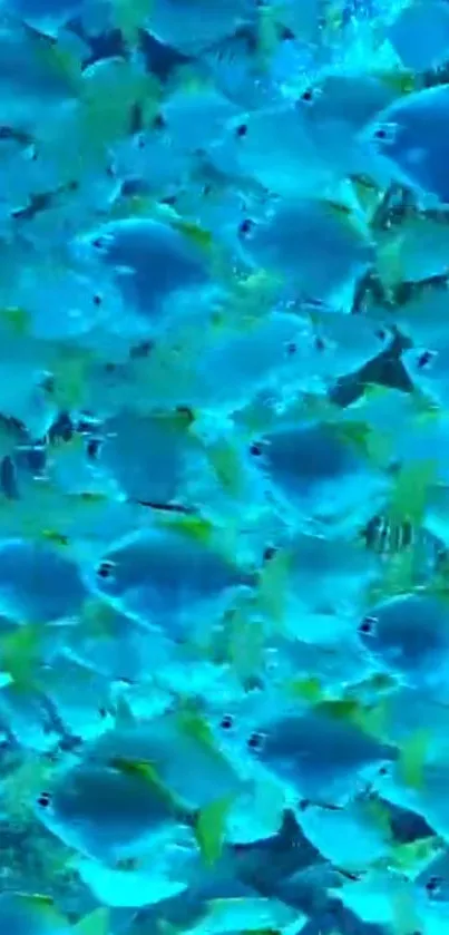 Vibrant school of blue fish swimming in the ocean background.