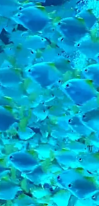 Vibrant school of blue fish in an aquatic scene.