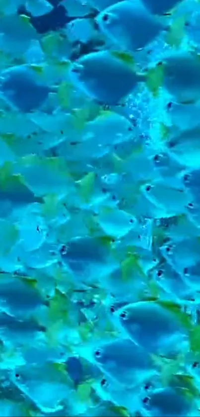 Vibrant mobile wallpaper of blue fish swimming underwater scene.