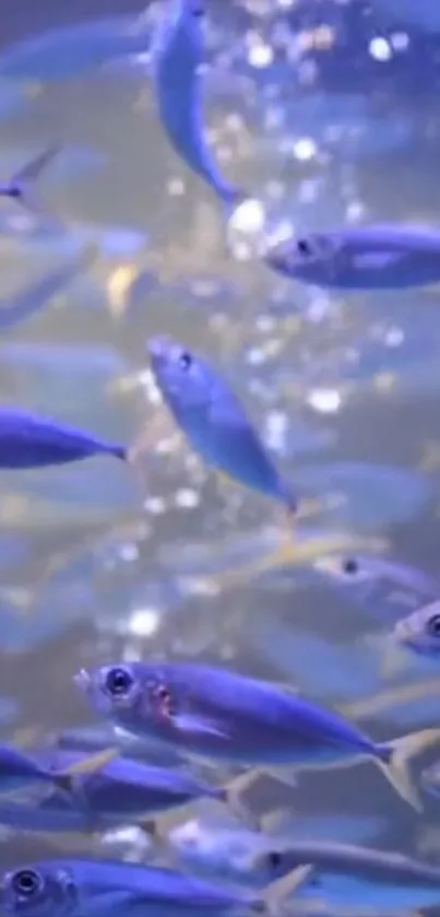 School of vibrant blue fish swimming underwater in a serene scene.