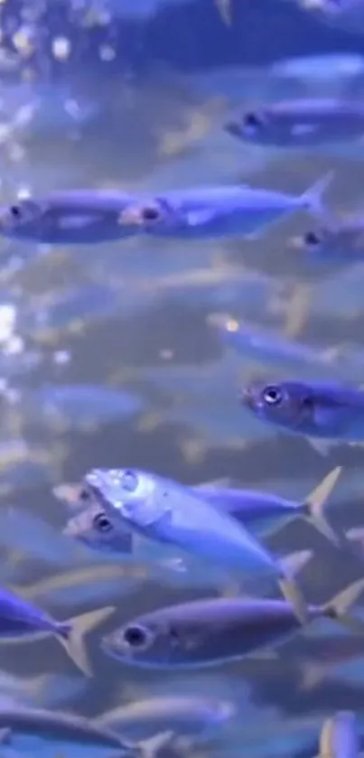 A vibrant blue fish school swimming underwater.