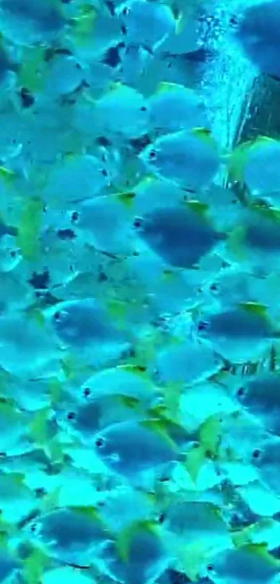 School of blue fish swimming in vibrant underwater scene.