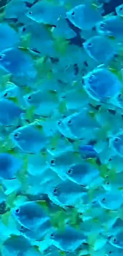 Vibrant cyan blue fish swimming underwater.