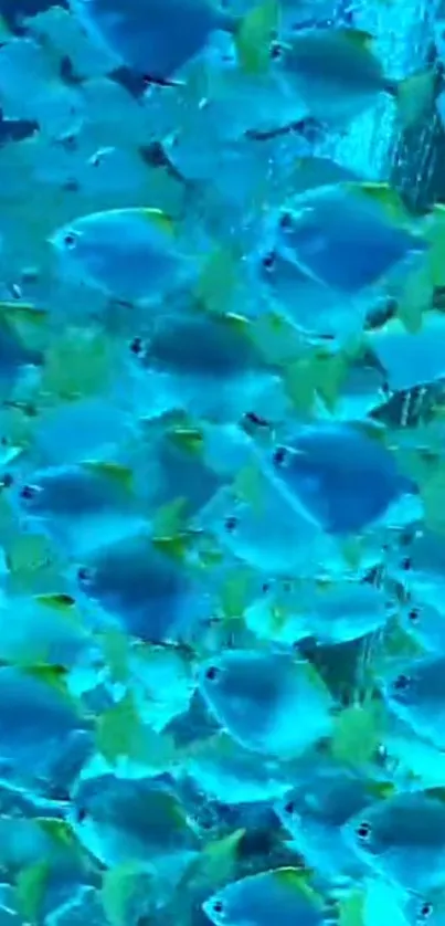 Vibrant blue fish swimming underwater.