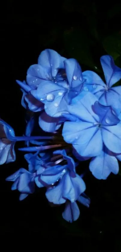 Vibrant blue flower on a dark serene background.