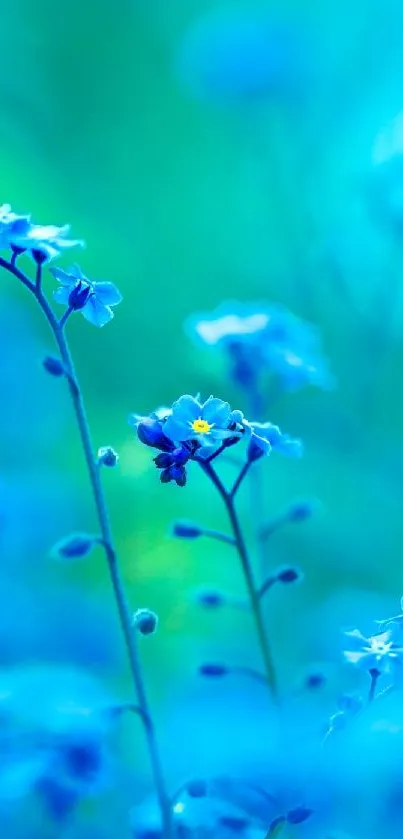 Vibrant blue flower wallpaper with delicate blossoms.