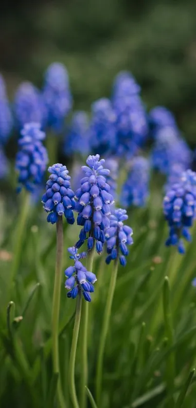 Vivid blue grape hyacinths in bloom, perfect for nature lovers' phone wallpaper.