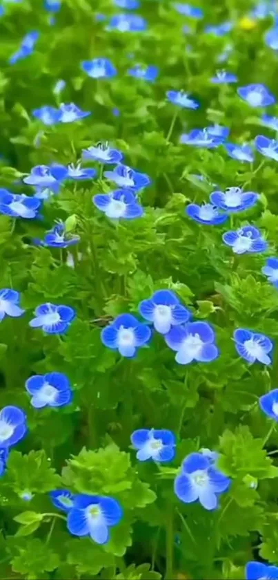 Vibrant blue flowers with lush green leaves