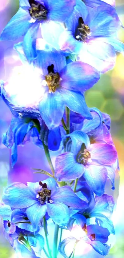 Blue flowers with colorful bokeh lights.