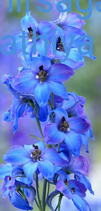 Blue delphinium flowers on serene background mobile wallpaper.