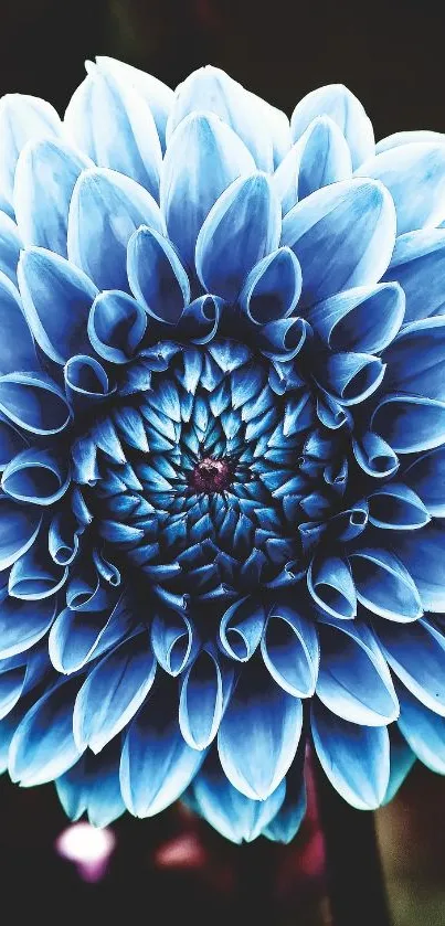 Close-up of a vibrant blue chrysanthemum flower with detailed petals in bloom.