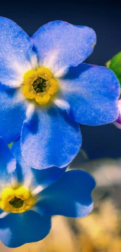 Vibrant blue flower with delicate petals.