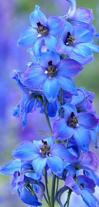 Vibrant blue delphinium flowers against a natural background.