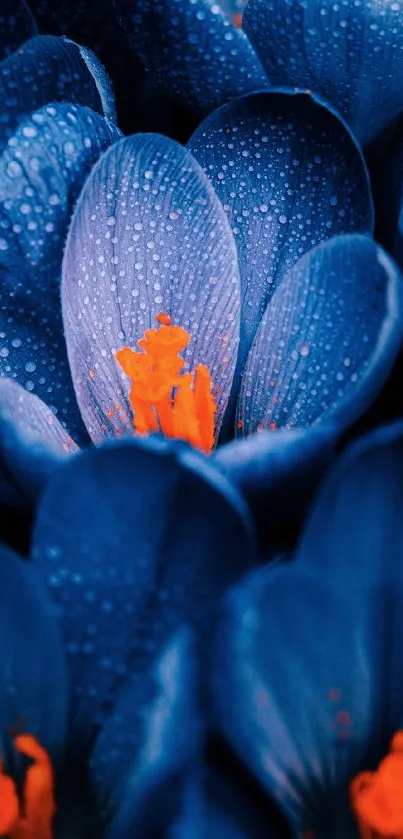 Vibrant blue flowers with orange accents and dewdrops forming a beautiful pattern.