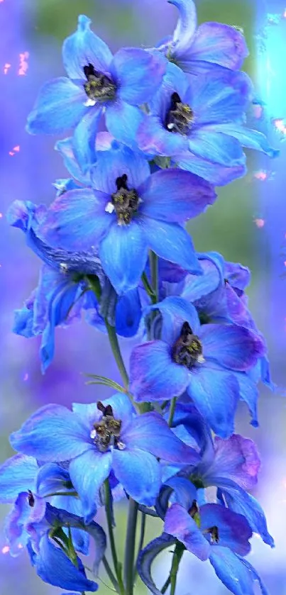 Vibrant blue delphinium blossoms against a soft blurred background.