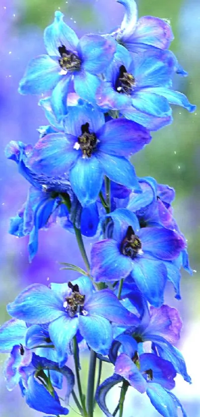 Vibrant blue flowers on a lush green background.