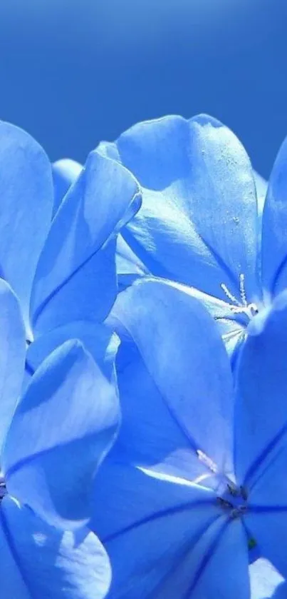 Vibrant blue floral wallpaper with delicate petals.