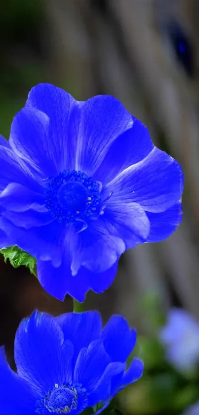 Vibrant blue floral wallpaper with delicate blossoms.