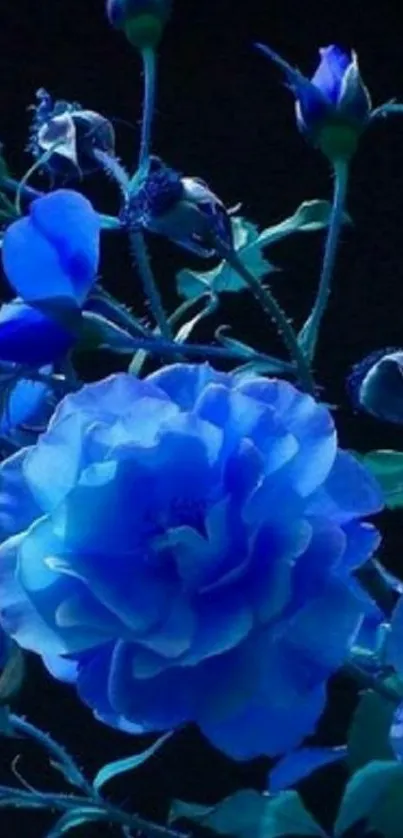 Vibrant blue flowers against a dark background, perfect for phone wallpaper.