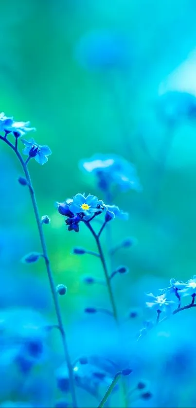 Serene wallpaper with vibrant blue flowers on stems.