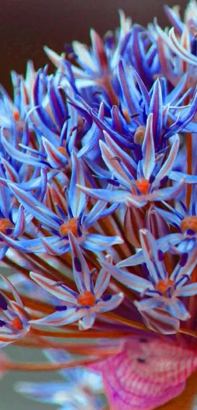 Close-up of a vibrant blue flower with intricate petals.