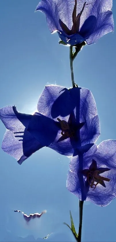 Silhouette of vibrant blue flowers against a bright blue sky.