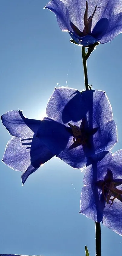 Silhouette of purple campanula flowers against the clear sky.