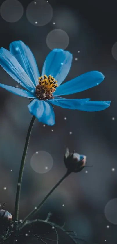 A vibrant blue flower against a soft, dark background for mobile wallpaper.