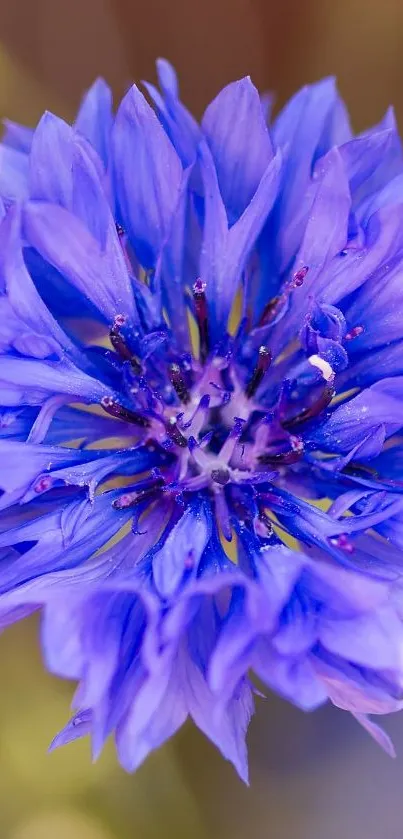 Close-up of a vibrant blue flower with detailed petals.