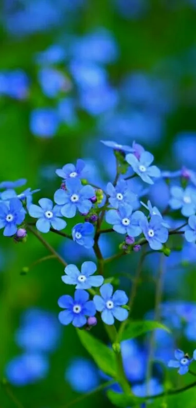 A close-up of vibrant blue flowers with a lush green background.