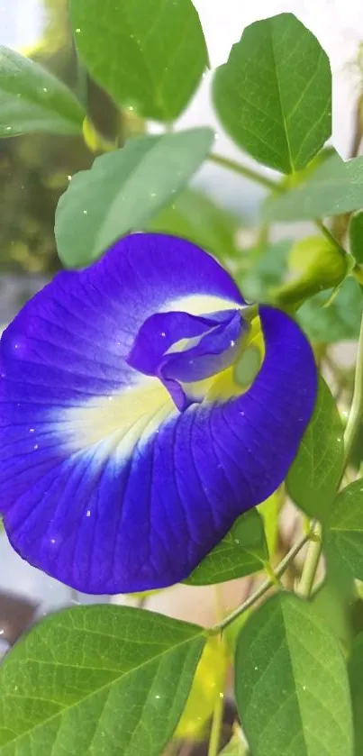 Vibrant blue flower with green leaves background.