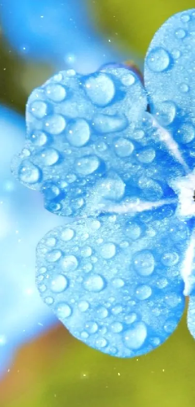 Vibrant blue flower with water droplets close-up.