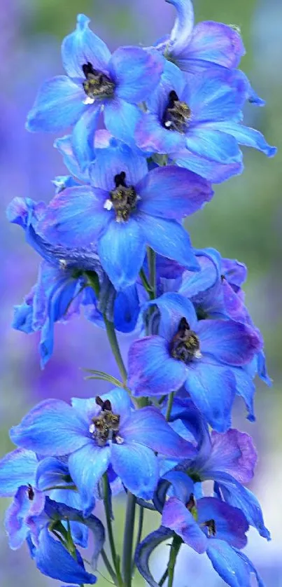 Vibrant blue delphinium flowers with a blurred garden background.