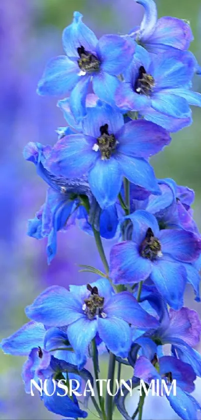 Vibrant blue flowers in bloom against a soft-focus nature background.