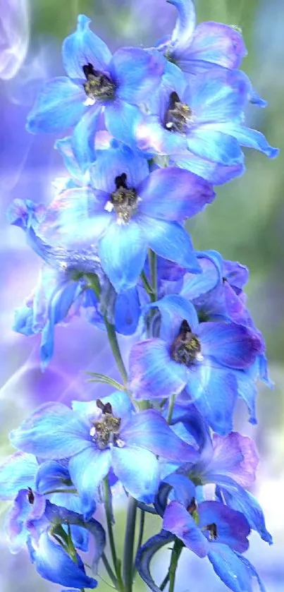 Vibrant blue flowers in full bloom with a natural background.