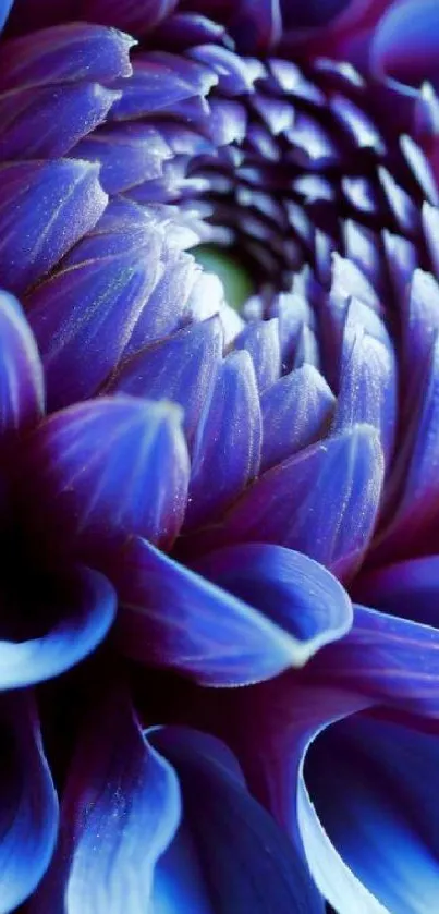 Vibrant blue flower with intricate petals detail.