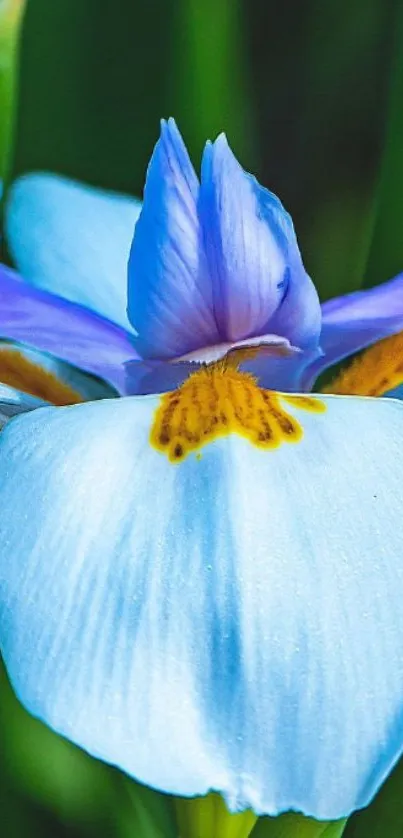 Vibrant blue flower with lush green background.