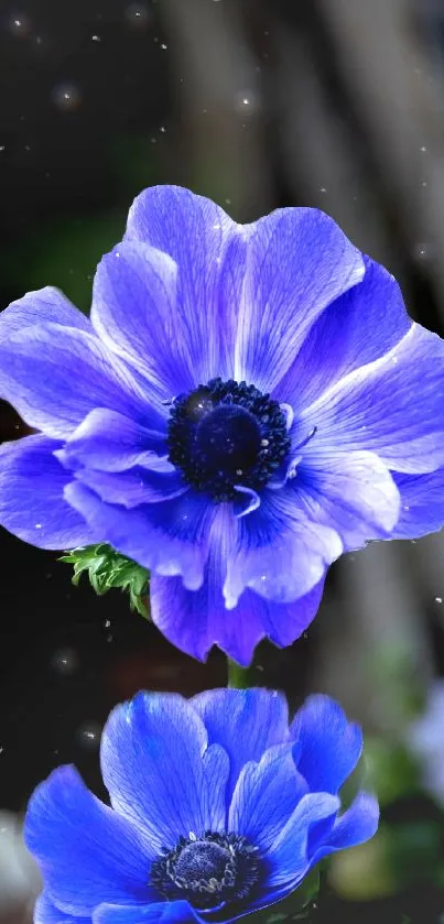 Vibrant blue flower with a serene background.