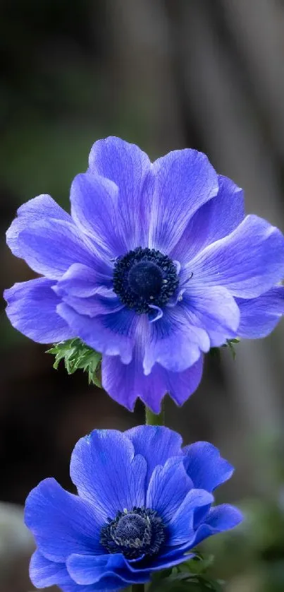 Vibrant blue flowers with rich petals.