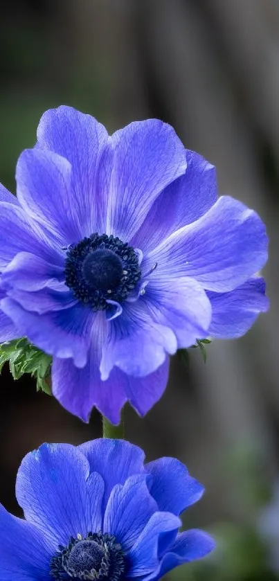 Vibrant blue flower with detailed petals and green leaves on a mobile wallpaper.