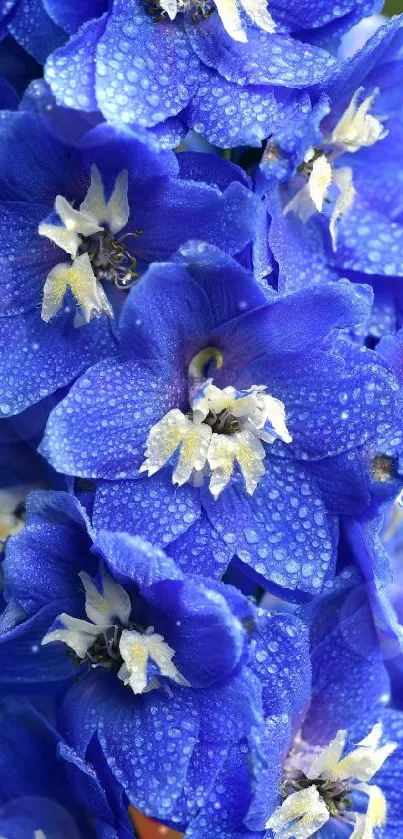 Vibrant blue flower with dewy petals for mobile wallpaper.