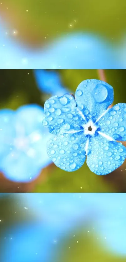 Vibrant blue flower with dewdrops and bokeh background.