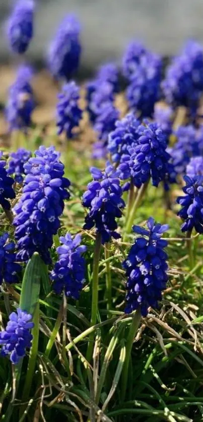 Vibrant blue flowers with green leaves in a natural setting.